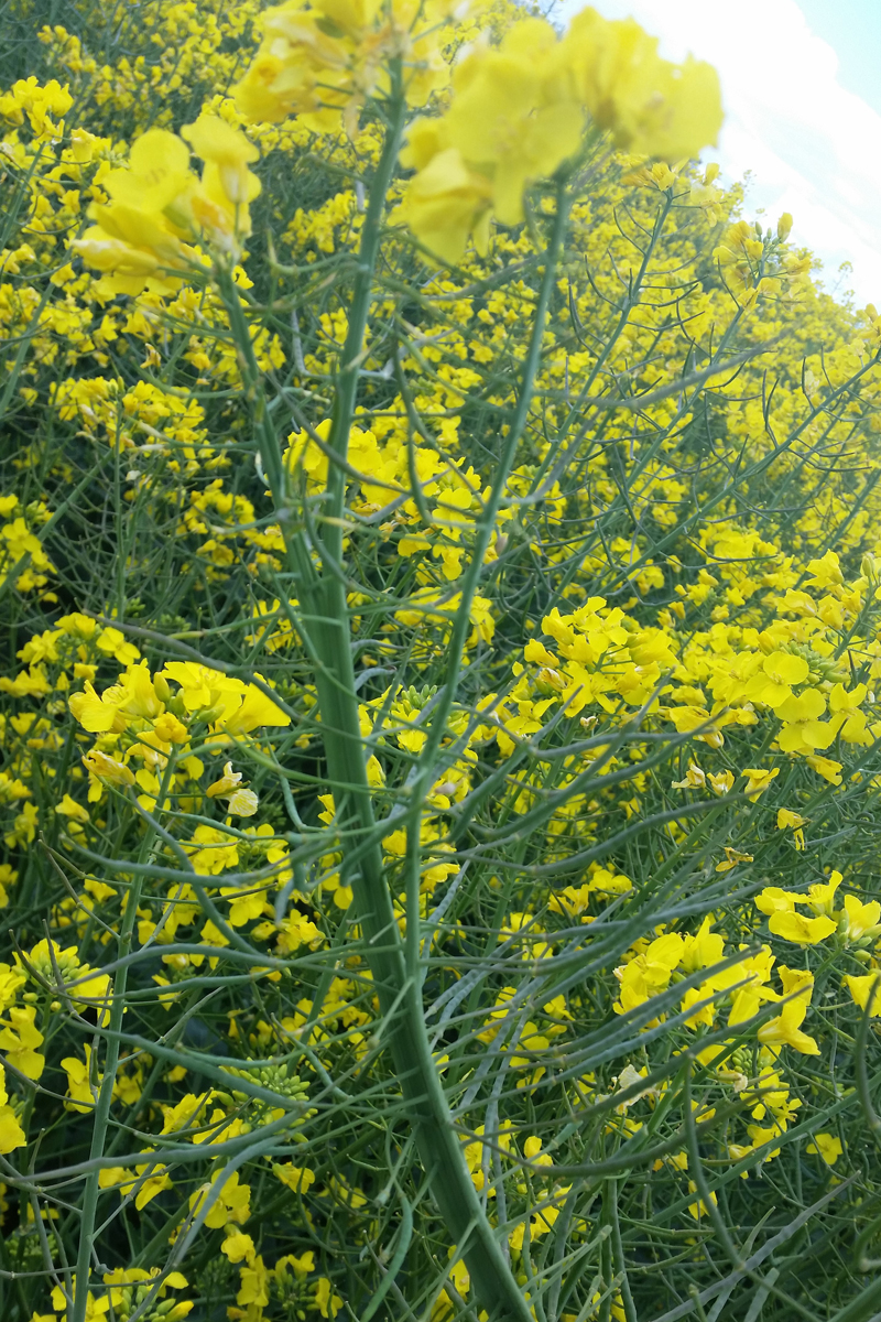 rapeseed-crop