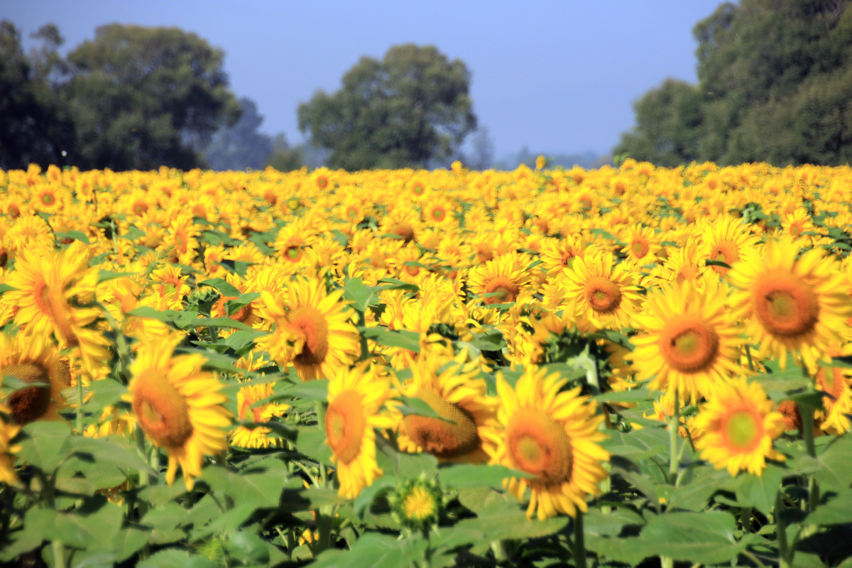 sunflower-crop-10
