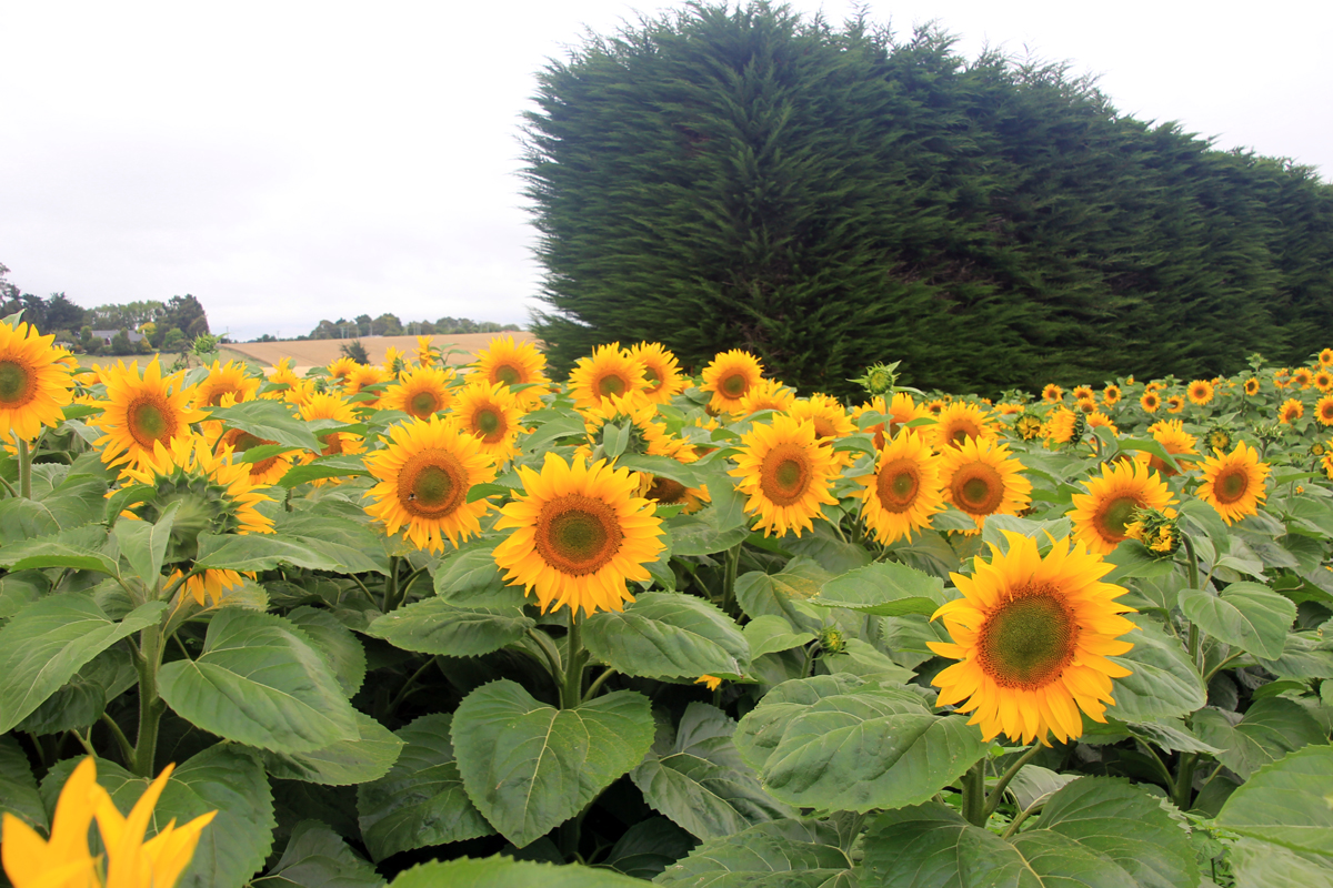 sunflower-crop-11