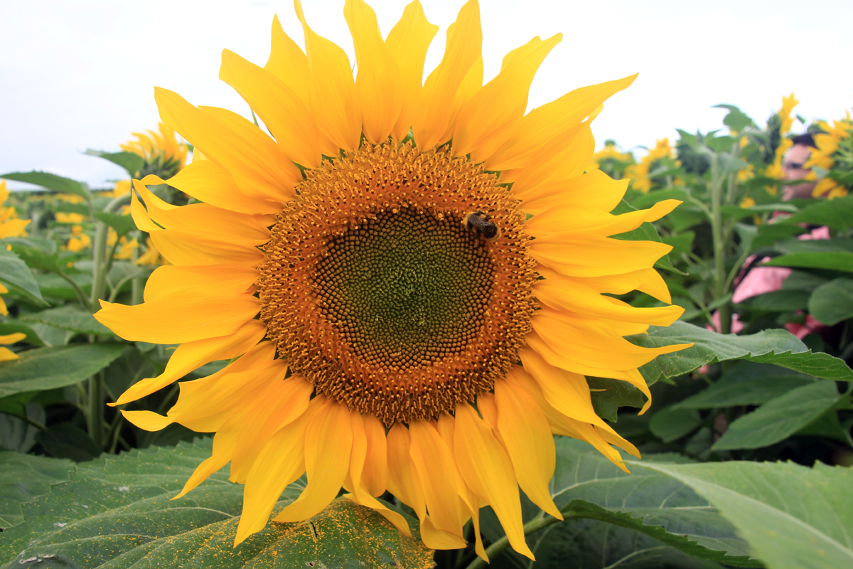 sunflower-crop-8