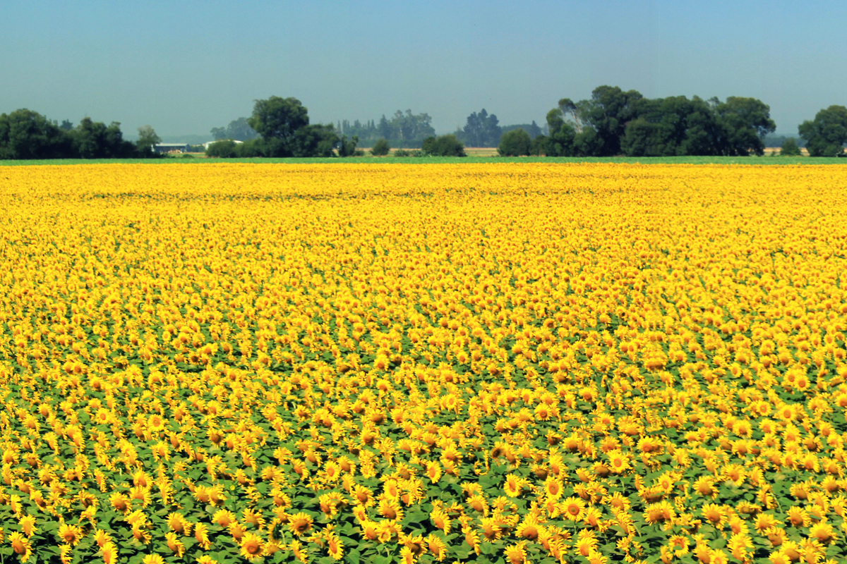 sunflower-crop-9